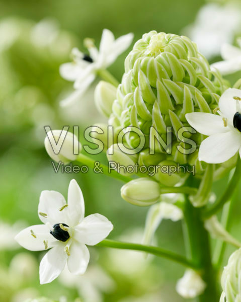Ornithogalum saundersiae Ornithogalum saundersiae