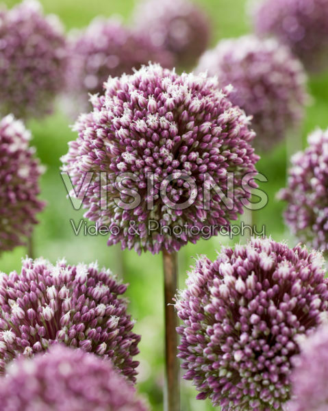 Allium Summer Drummer Allium Summer Drummer