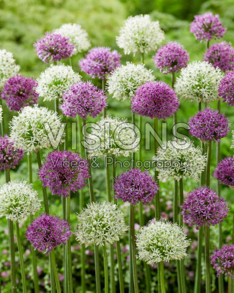 Allium mixed Allium mixed