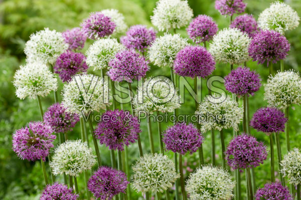 Allium gemengd Allium gemengd