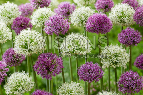 Allium mixed