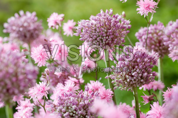 Allium Jasmine, Lychnis Allium Jasmine, Lychnis