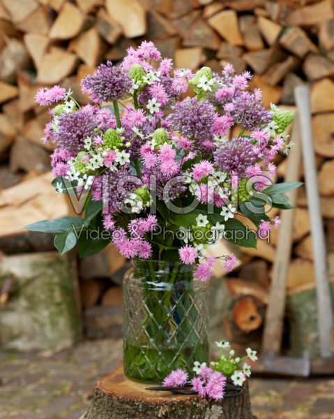 Allium boeket Allium boeket