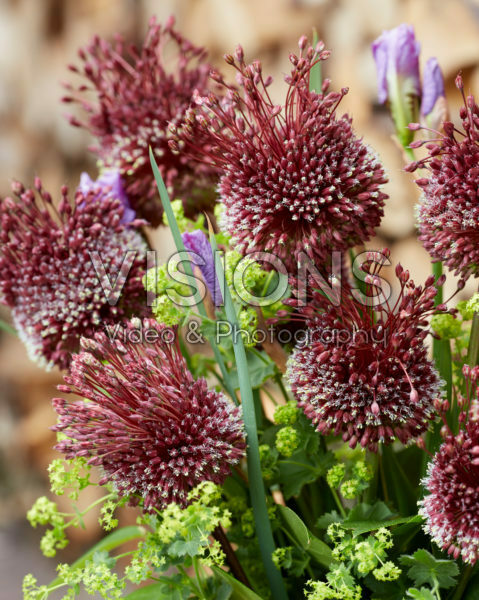 Allium bouquet