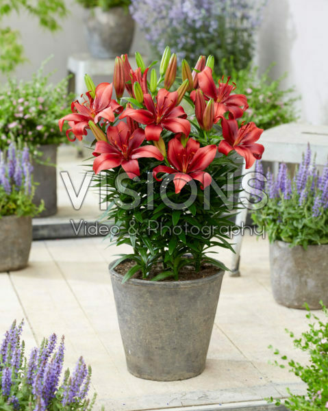 Lilium Salinero Lilium Salinero