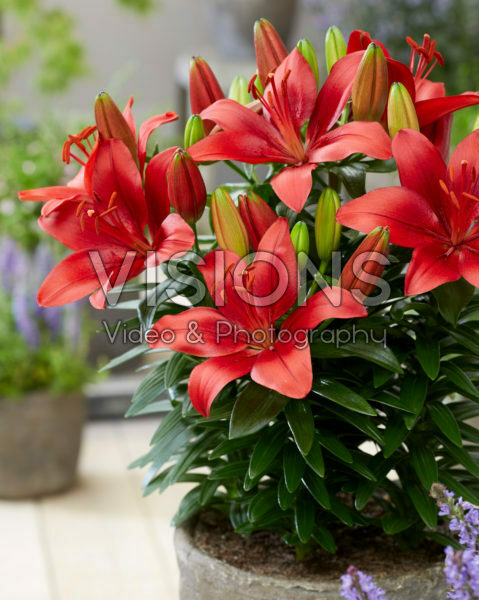 Lilium Antoinette