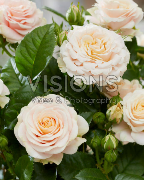 Rosa Palace Linderhof Rosa Palace Linderhof