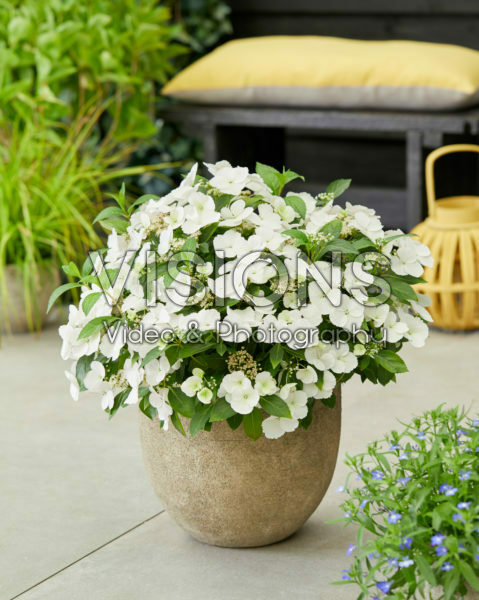 Hydrangea Runaway Bride®
