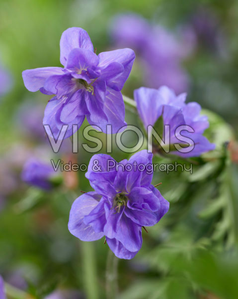 Geranium 347-135-146 00