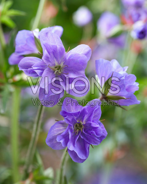 Geranium 347-135-146 00