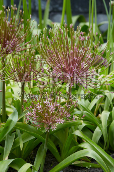 Allium Allium