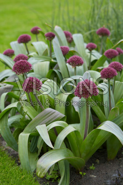Allium