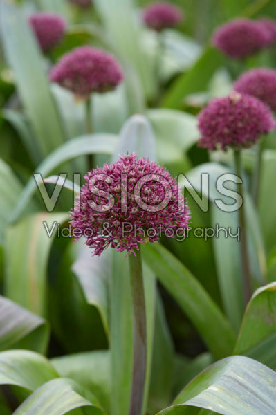 Allium