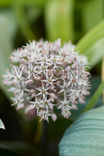 Allium Allium