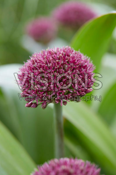 Allium
