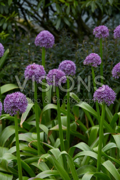 Allium Allium