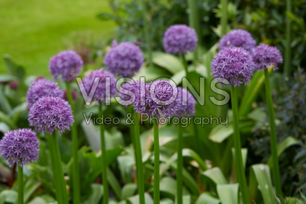 Allium Allium