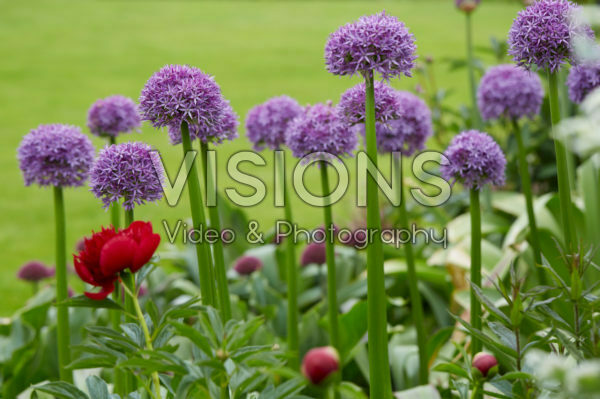 Allium