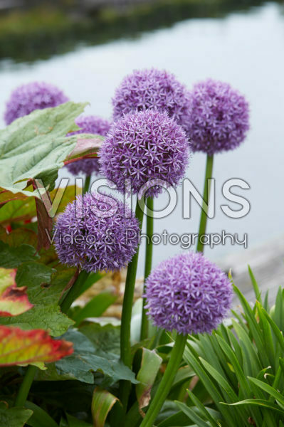 Allium Allium