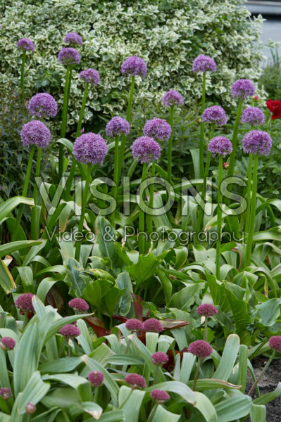 Allium Allium
