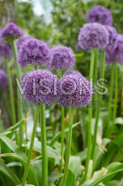 Allium Allium