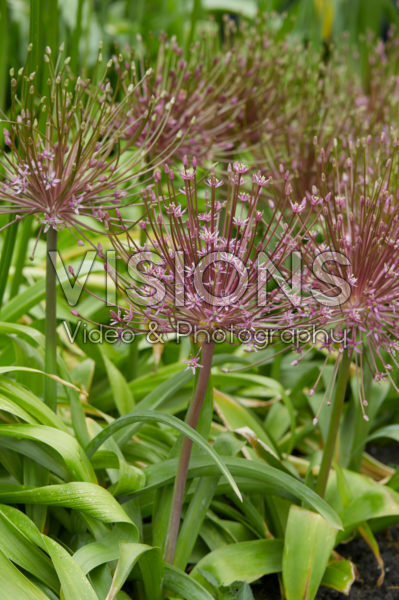 Allium