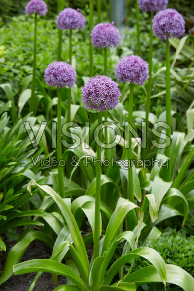 Allium Allium
