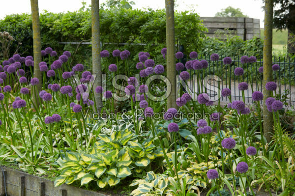 Allium, Hosta Allium, Hosta