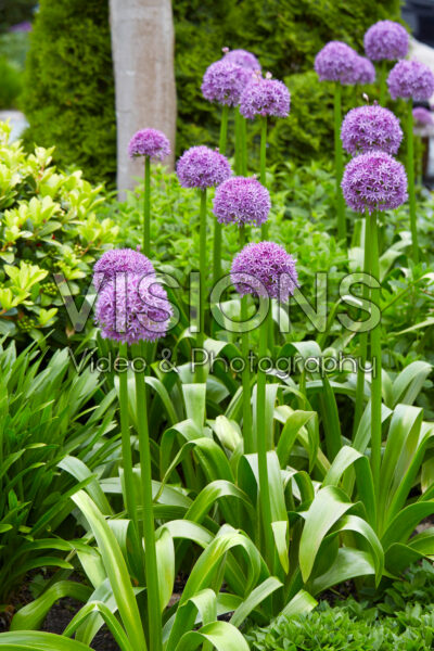 Allium Allium