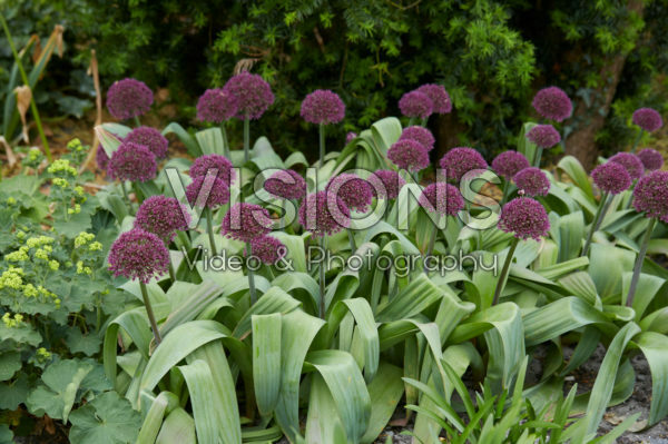 Allium Allium