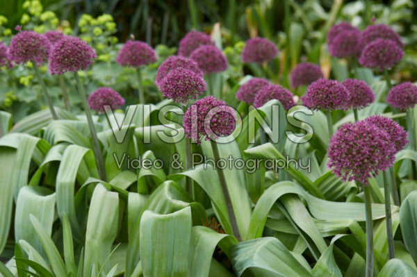 Allium Allium
