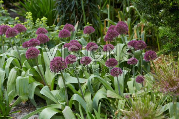 Allium