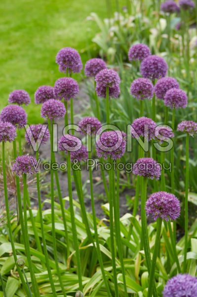 Allium