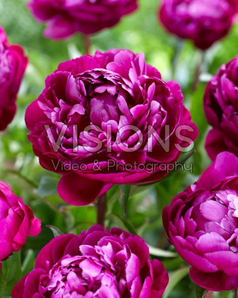 Paeonia Peter Brand