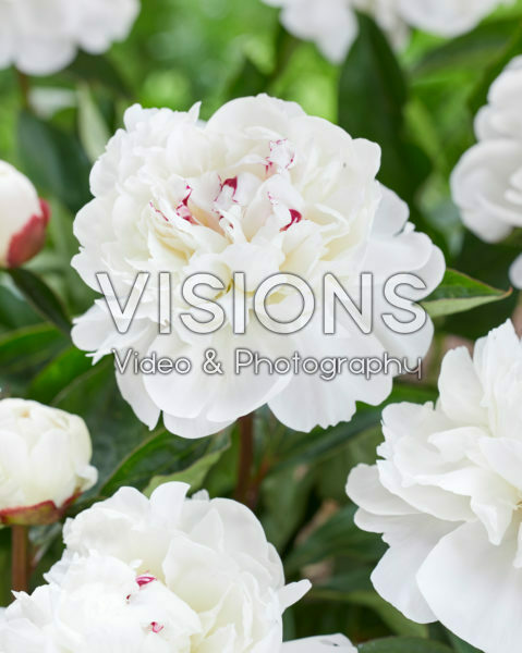 Paeonia Festiva Maxima Paeonia Festiva Maxima