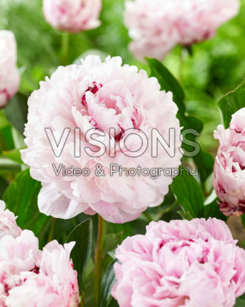 Paeonia The Fawn