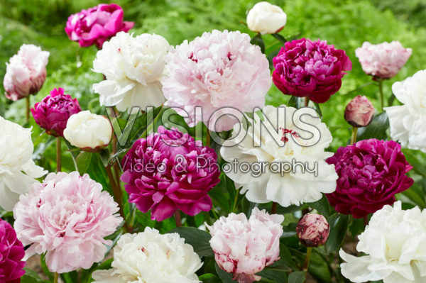 Paeonia mixed
