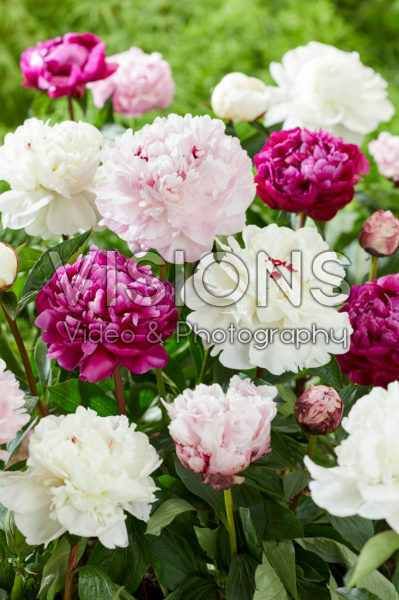 Paeonia gemengd Paeonia gemengd