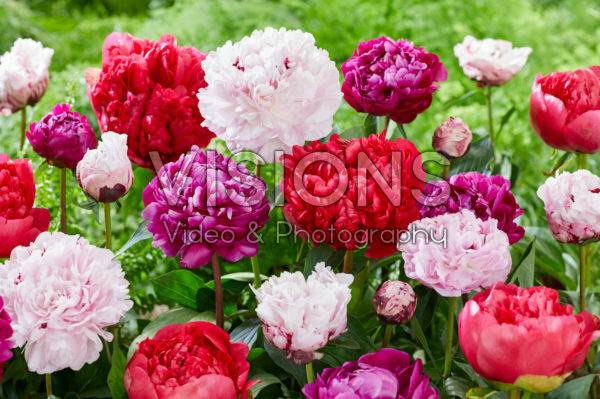 Paeonia gemengd Paeonia gemengd