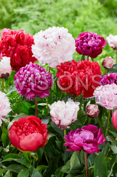 Paeonia mixed