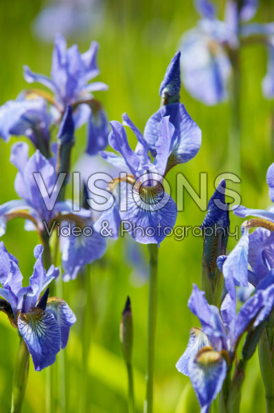 Iris sibirica Fran's Gold Iris sibirica Fran's Gold