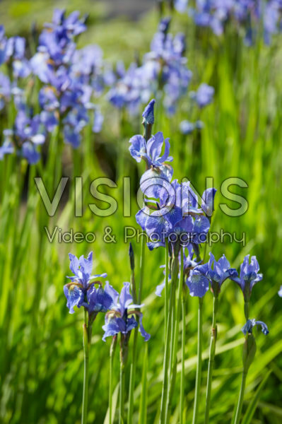 Iris sibirica Fran's Gold