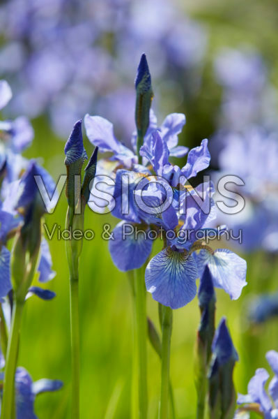Iris sibirica Fran's Gold