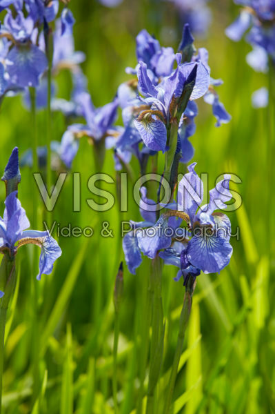 Iris sibirica Fran's Gold