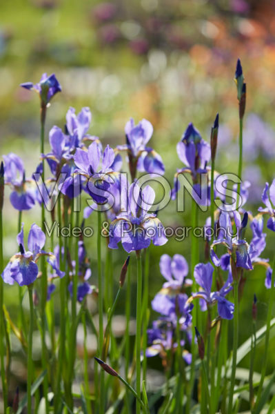 Iris sibirica Fran's Gold Iris sibirica Fran's Gold