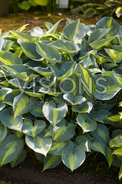 Hosta Catherine Hosta Catherine