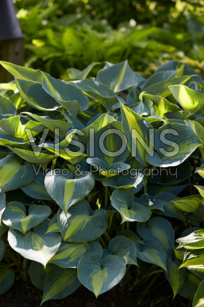 Hosta Catherine Hosta Catherine
