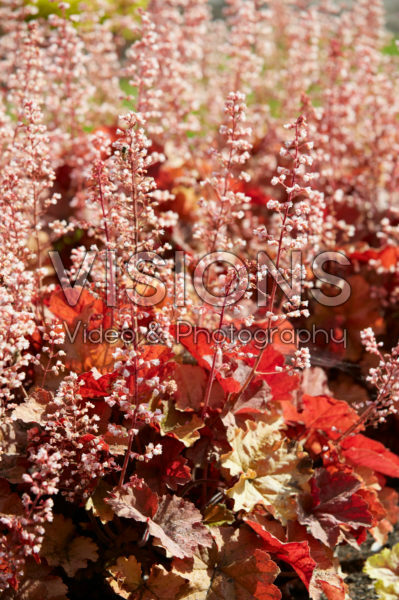 Heuchera Van Gogh