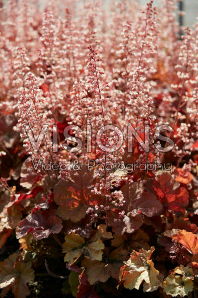 Heuchera Van Gogh
