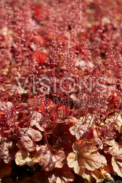Heuchera Pink Pearls